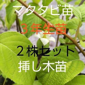 マタタビの苗木 2株セット 3年生苗 早く植えれば今年猫ちゃんに与えられますよ! 宅急便発送