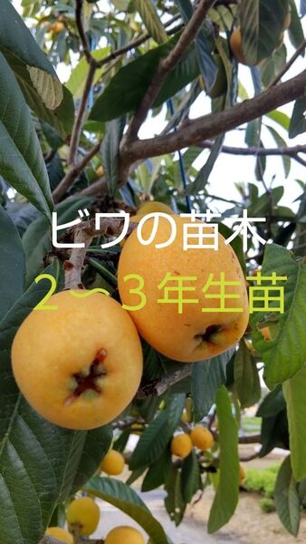 ビワ苗木 2〜3年生苗 1株 大きく甘い実が沢山なりますよ!!
