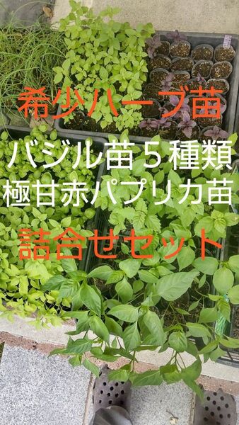 バジルの苗5種類と極甘赤パプリカの苗の詰合せセット 各1株 希少高価な紫バジル(レッドルビー)・ブッシュバジル(盆栽バジル)など