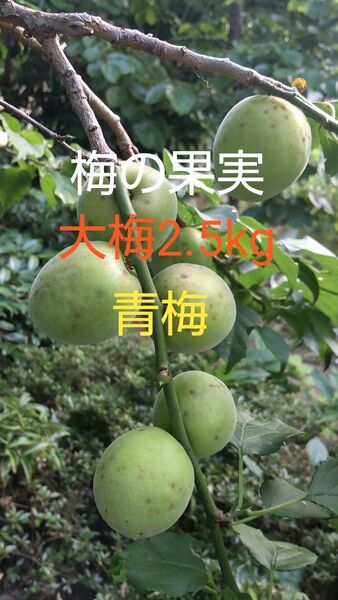 大梅の果実 2.5Kg 梅干し、梅シロップ、梅酒、梅ジャムなどに最適!! 無農薬なので安心 直ぐ届く宅急便発送