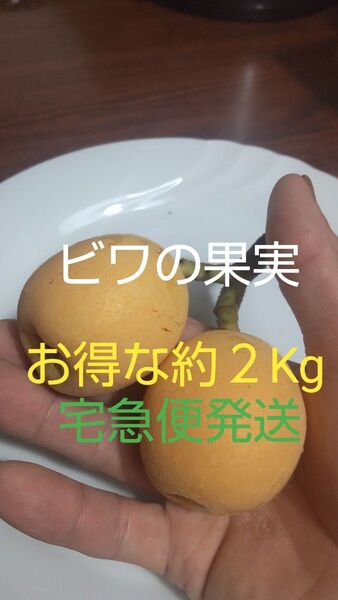 ビワの果実 お得な約2kg ジューシーで爽やかな味 無農薬ビワ 大小組合せ約2kg弱(箱込み) 宅急便発送商品 値下げ無し