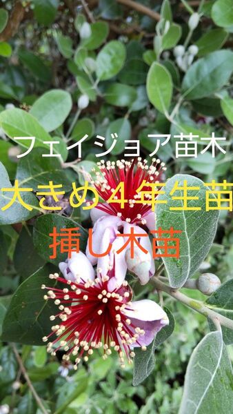 フェイジョアの苗木 大きめ 4年生挿し木苗 1株 丈50cm以上