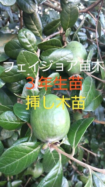 フェイジョアの苗木 3年生挿し木苗 1株 丈約30cm