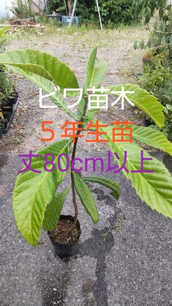 ビワの苗木 5年生苗 大苗 1株 丈80cm以上 大きく甘い実が沢山なりますよ!!