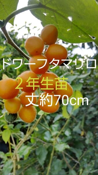 南国熱帯果樹 ドワーフタマリロの苗 大苗 丈約70cm 1株 甘酸っぱく珍しい熱帯果樹を育てて見て下さい