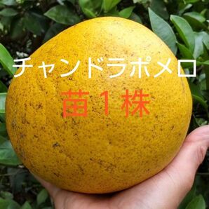 チャンドラポメロの苗1株 文旦とグレープフルーツのかけ合わせでうまれた直径15cm以上と大きくピンク色の果肉! 甘くて美味しい希少