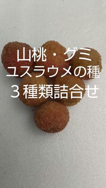 山桃・グミ・ユスラウメの種3種詰合せとなります。3種類合計50粒以上 ユスラウメの種は価値あり!!