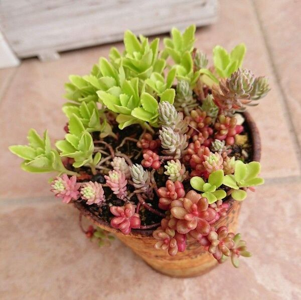 【多肉植物】キリンソウ&セダム寄せ