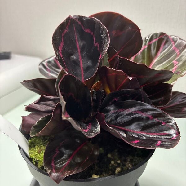 カラテア ドッテイ4号鉢土付き 観葉植物、すぐに飾れます!