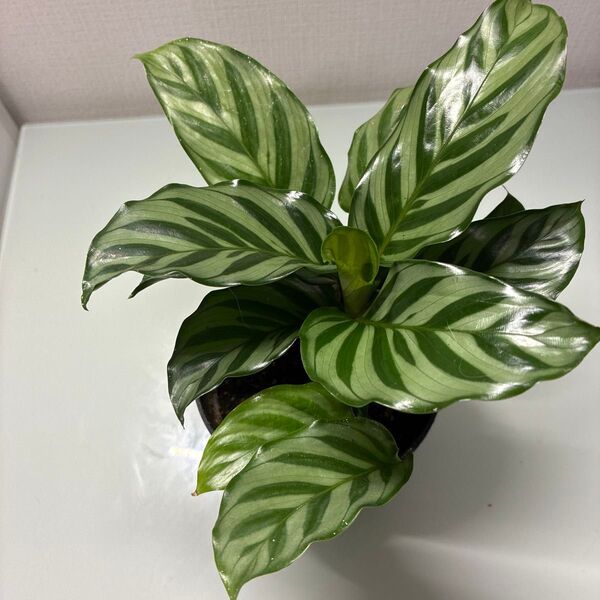 カラテア フレディ 4号鉢植え土付き