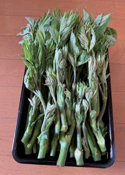 山ウド、100グラム 天然採取 山菜 天然