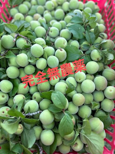 完全無農薬 青梅 1kg 梅酒 梅酢 ジャム 梅ジュース 美容と健康に
