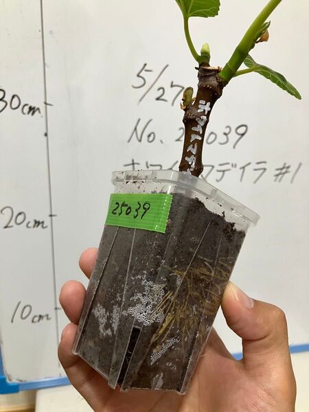 25039 イチジク White Madeira #1 ホワイトマデイラ#1 挿木苗