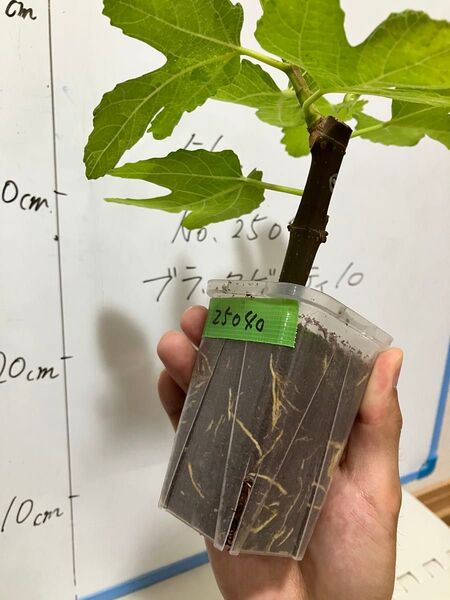 25040 イチジク ブラック ビューティ 10 Black Beauty 10 挿木苗