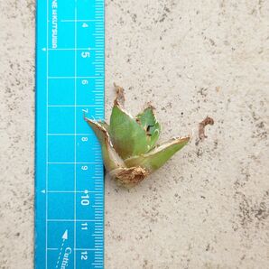 【ワンコインアガベ】アガベ チタノタ バナナピール 子株1株 未発根 プランツタグ付き 匿名取引(追跡・補償あり)