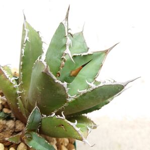 【ワンコインアガベ】アガベ チタノタ FO076 子株1株 未発根 プランツタグ付き 匿名取引(追跡・補償あり)