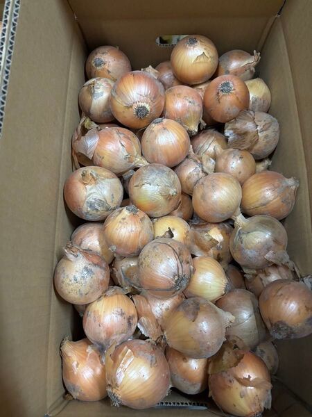 早いもの勝ち 終了間近 淡路島産玉ねぎ20kg ターザン 小玉農家直送 006