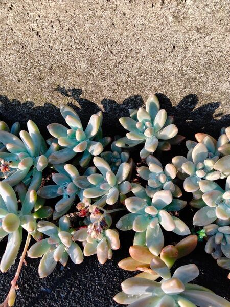 多肉植物 秀麗 虹の玉 カット苗