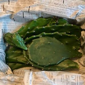 ウチワサボテン お得用 おまかせいろいろセット カット苗 挿し木 食用 多肉植物