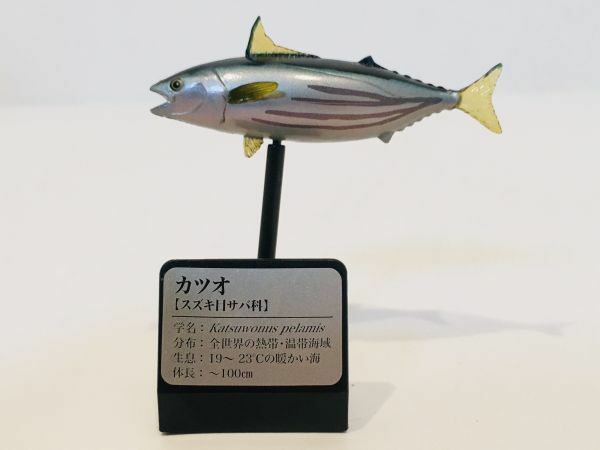 カツオ　魚類　海　川　魚　フィギュア　日本　生き物　生物　動物　ミニチュア　３８
