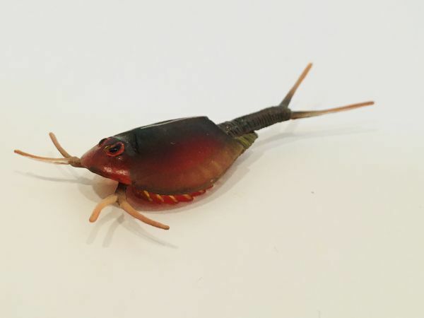 カブトエビ　魚類　海　川　フィギュア　日本　生き物　生物　動物　ミニチュア　２５