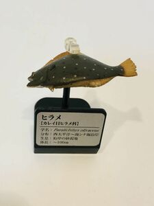 ヒラメ　魚類　海　魚　川　フィギュア　日本　生き物　生物　動物　ミニチュア　３４