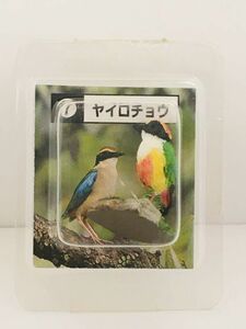 ヤイロチョウ　鳥　フィギュア　とり　日本　小鳥　生き物　生物　動物　ミニチュア　野鳥　Bird　未使用　４０