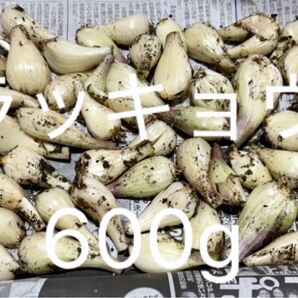 らっきょう ラッキョウ 野菜 野菜らっきょう 家庭菜園 ラッキョ らっきょ