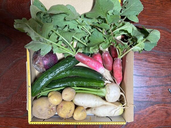 春大根 カブ キュウリ 大根 野菜セット じゃがいも キタアカリ 男爵 二十日大根 20日大根 紫玉ねぎ 玉ねぎ タマネギ 野菜