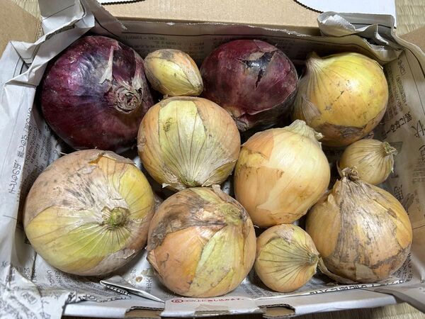 新玉ねぎ 新玉葱 新たま 新玉 新タマ 新タマネギ タマネギ たまねぎ 野菜 家庭菜園 玉ネギ 玉ねぎ 玉葱 新玉ネギ 紫玉ねぎ