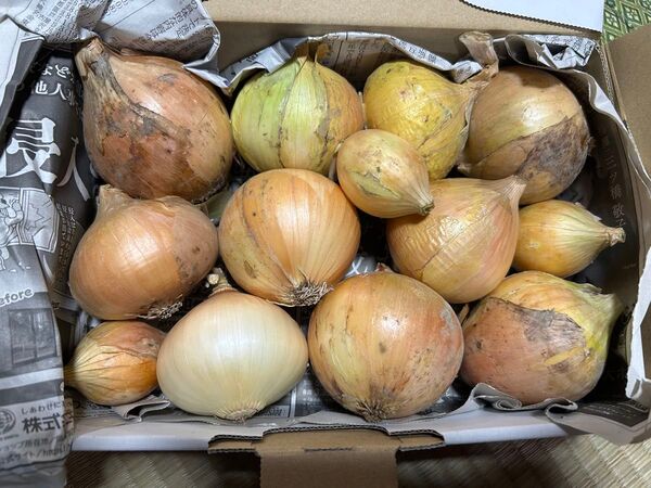 新玉ねぎ 新玉葱 新たま 新玉 新タマ 新タマネギ タマネギ たまねぎ 野菜 家庭菜園 玉ネギ 玉ねぎ 玉葱 新玉ネギ