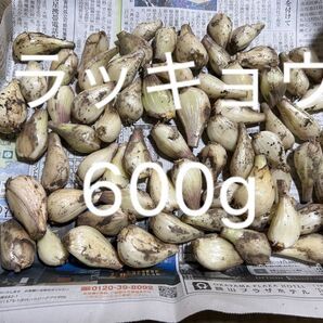 らっきょう ラッキョウ 野菜 野菜らっきょう 家庭菜園 ラッキョ らっきょ