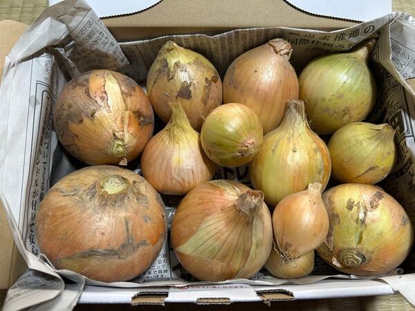 新玉ねぎ 新玉葱 新たま 新玉 新タマ 新タマネギ タマネギ たまねぎ 野菜 家庭菜園 玉ネギ 玉ねぎ 玉葱 新玉ネギ