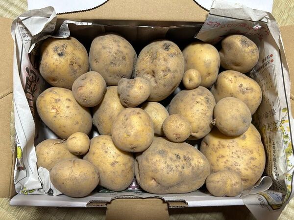 新じゃが きたあかり キタアカリ じゃがいも 男爵 だんしゃく 新じゃがいも いも 家庭菜園
