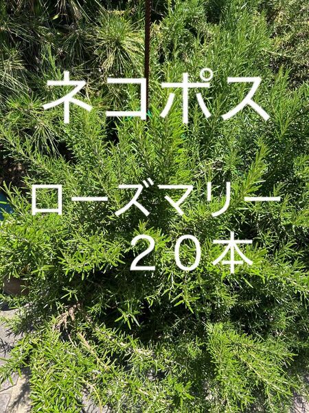 ローズマリー ハーブ フレッシュハーブ 生ローズマリー 生ハーブ