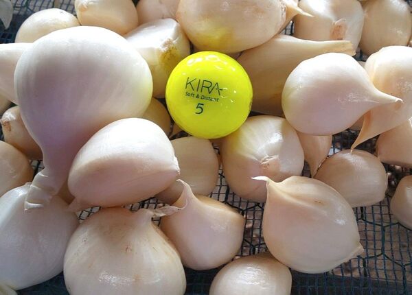 ジャンボニンニク生バラ 1kg 特大L~3Lサイズ 鮮度保持袋に入れて発送