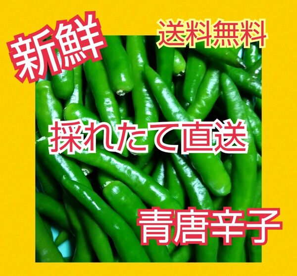 ☆初物☆大分県産青唐辛子