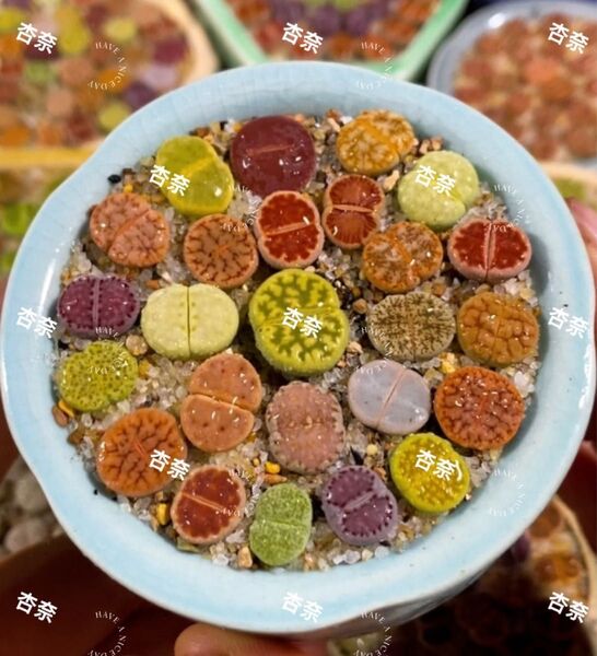 多肉植物 リトープス お任せセット 16玉