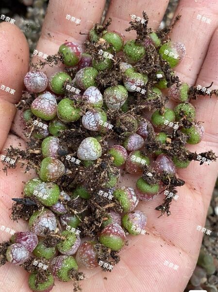 コノフィツム ブル ゲリ 多肉植物 セット 12玉