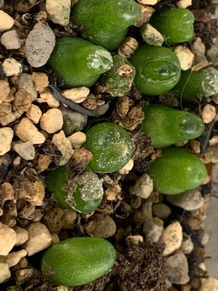 多肉植物 コノフィツム C. achabense SB1600 Achab アカベンセ 6玉 小苗