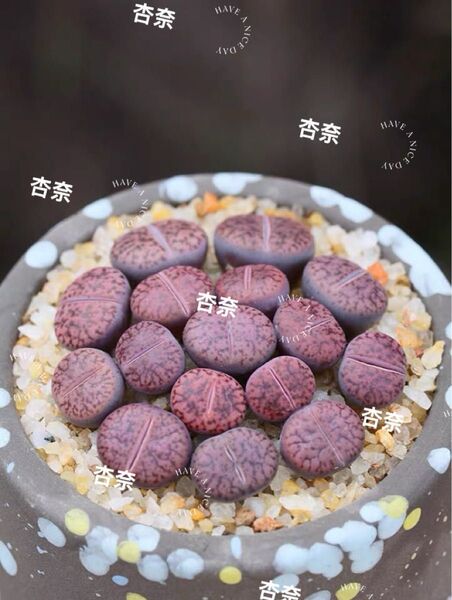 リトープス 多肉植物 紫石榴10玉2年株