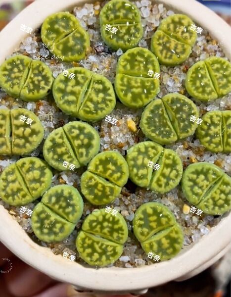 リトープス セットLerichegreen 玉