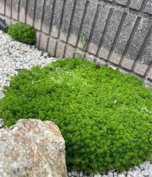 セダム 抜き苗発送 コケリウム てんこ盛り 約1.0kg相当 多肉植物