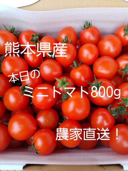 農家直送!ミニトマト800g(本日限定)