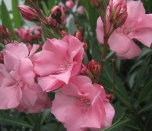 キョウチクトウの挿し穂10本(毒性あり)