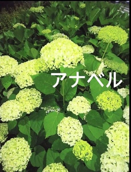 アナベルの挿し穂6本