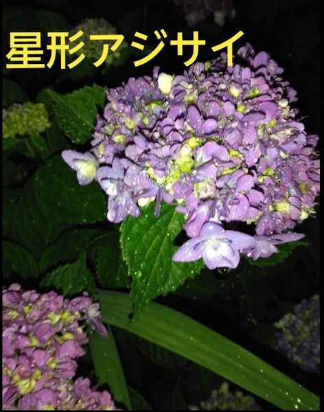 星形アジサイの挿し穂6本