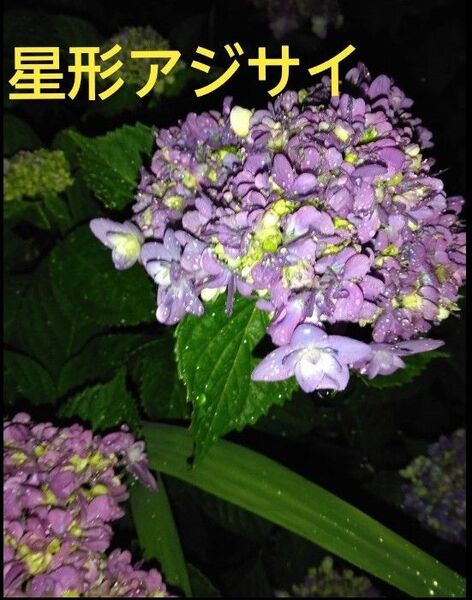 星形アジサイの挿し穂6本