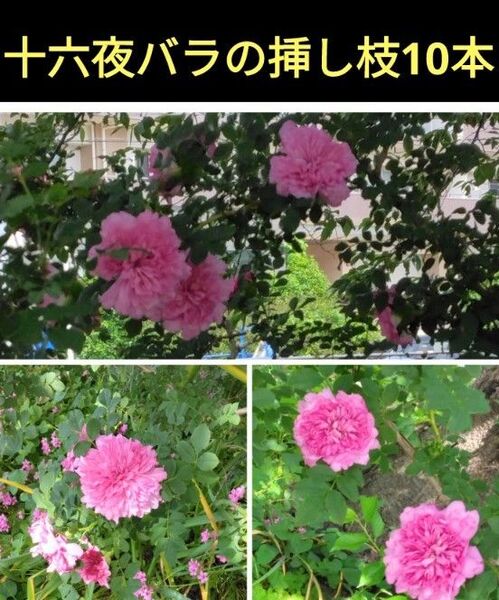 十六夜バラの挿し枝10本
