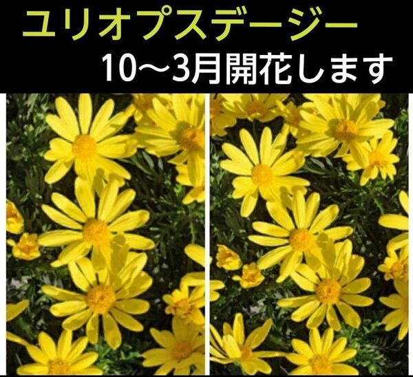 ユリオプスデージーの挿し芽10本